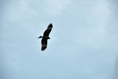  Milvus migrans