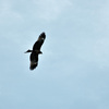  Milvus migrans