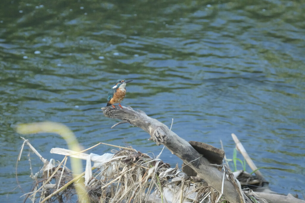 Alcedo atthis
