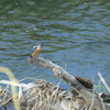 Alcedo atthis