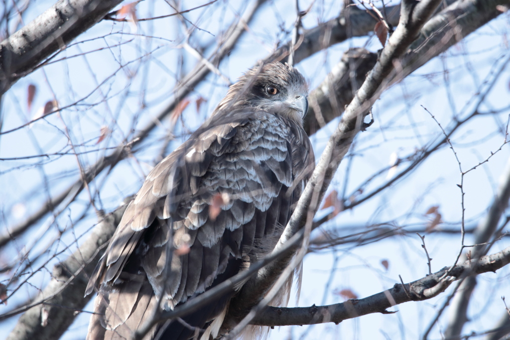 Milvus migrans