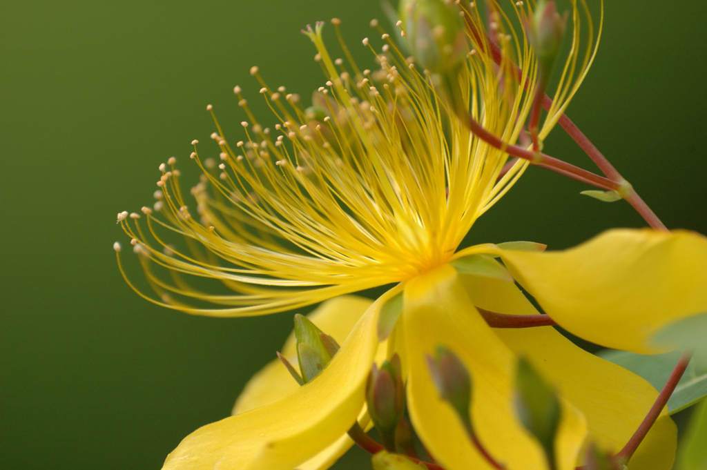 Hypericum monogynum