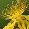 Hypericum monogynum