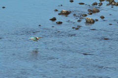 Alcedo atthis