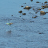Alcedo atthis