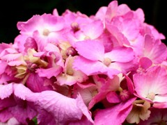 紫陽花