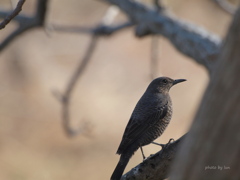 Monticola solitarius