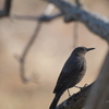 Monticola solitarius