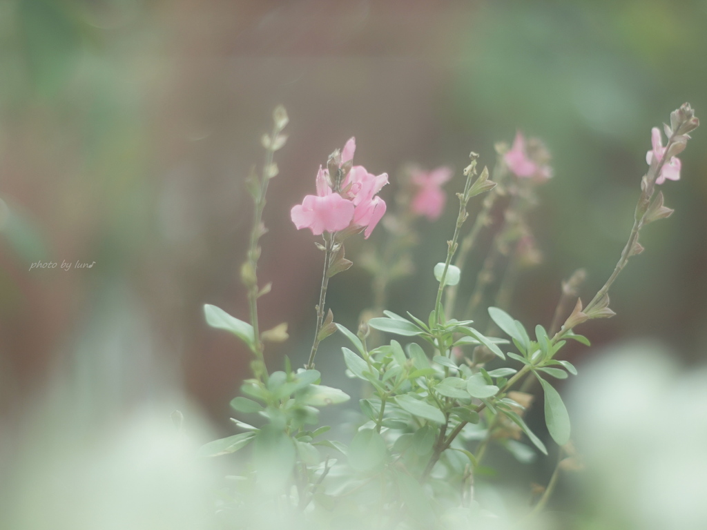 Salvia Mirage 