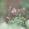 Salvia Mirage 