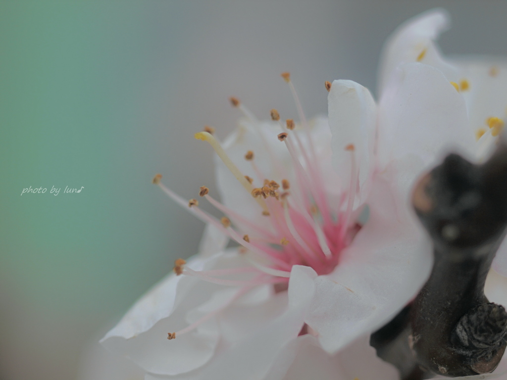 harmony