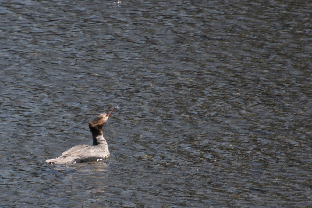 Mergus merganser