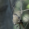 Phoenicurus auroreus