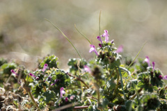 Lamium amplexicaule