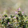 Lamium amplexicaule
