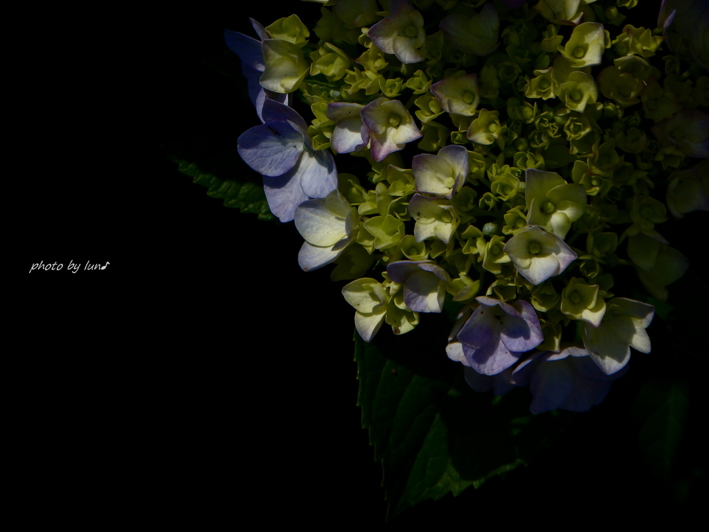 Hydrangea macrophylla