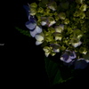 Hydrangea macrophylla