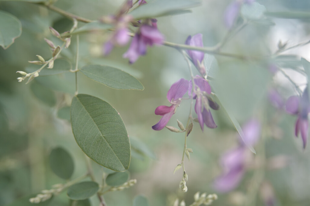 Lespedeza bicolor