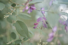 Lespedeza bicolor