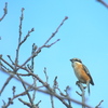 Lanius bucephalus