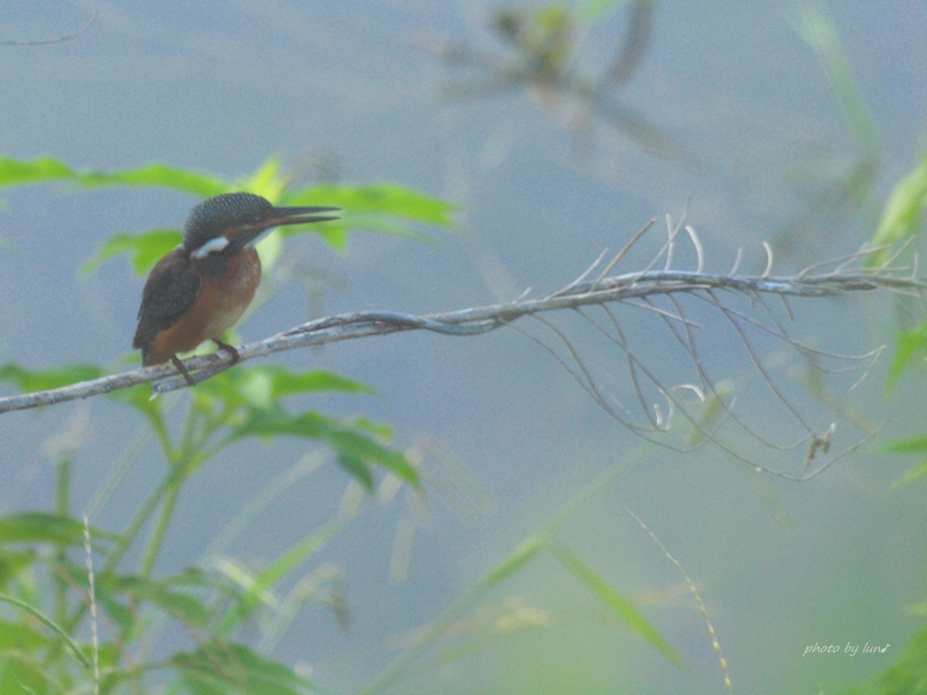 Alcedo atthis
