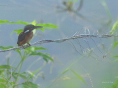 Alcedo atthis