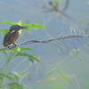 Alcedo atthis