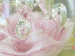 薔薇としずく