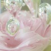 薔薇としずく
