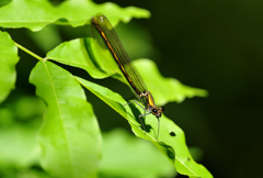 Odonata