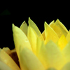 Nymphaea