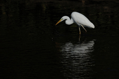 Ardea alba