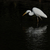 Ardea alba