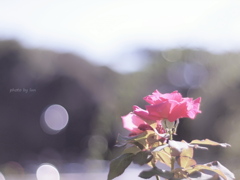 紅