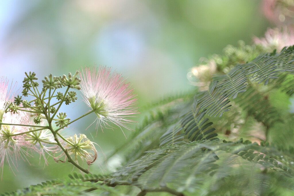 Albizia julibrissin