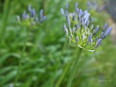 Agapanthus