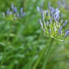 Agapanthus