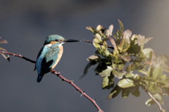 Alcedo atthis