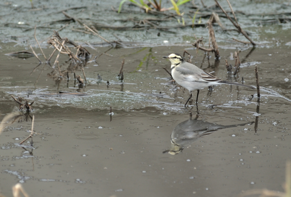 Motacilla alba lugens