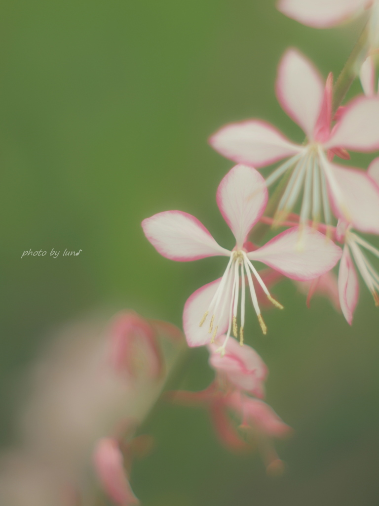 Gaura lindheimeri
