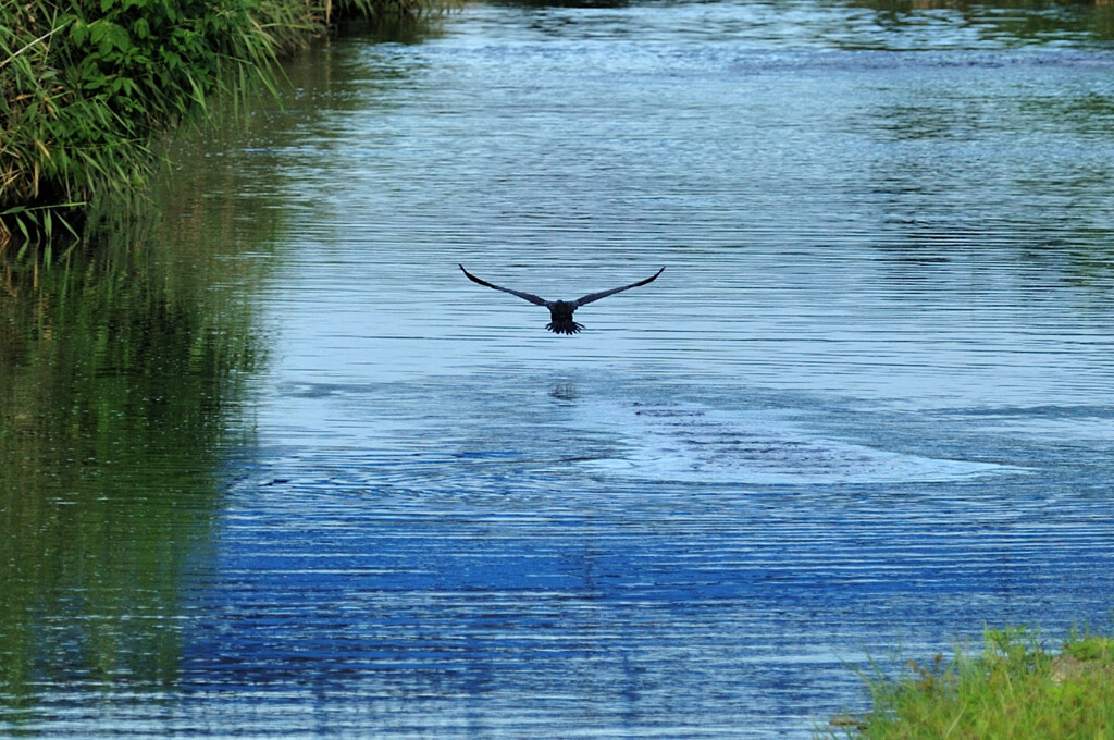 Phalacrocorax carbo