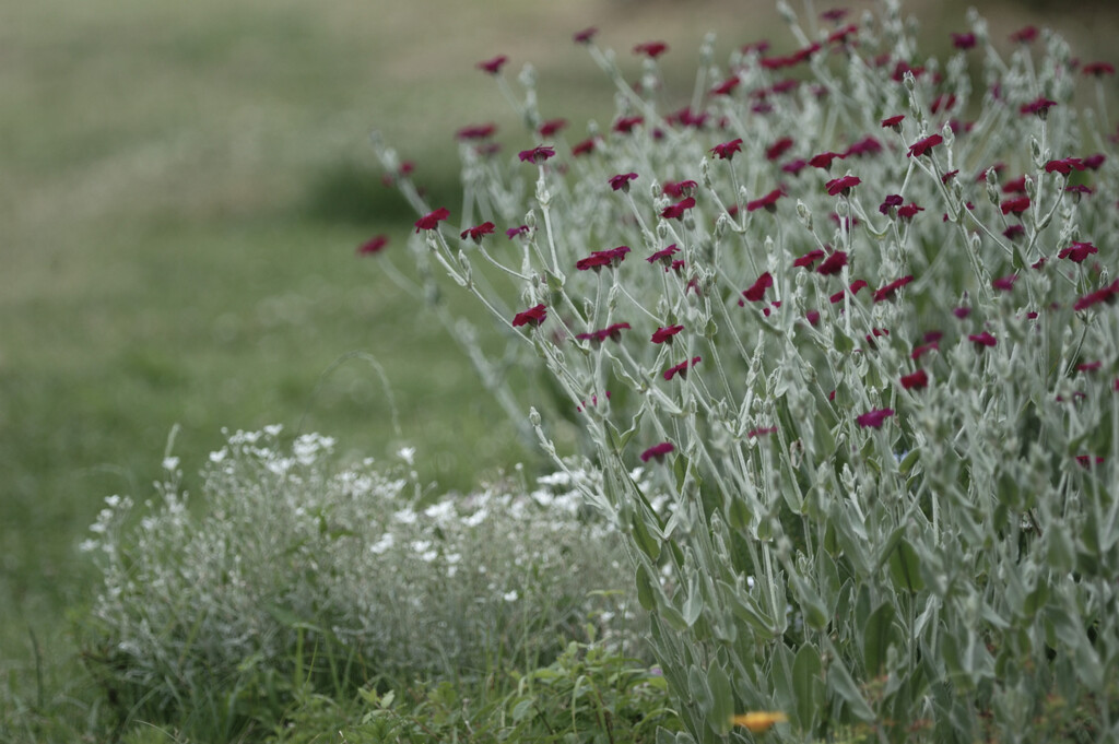 Lychnis coronaria