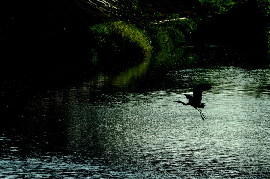 Ardea cinerea