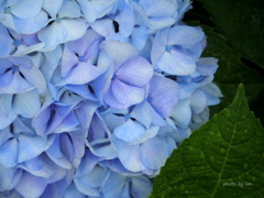 紫陽花