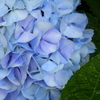 紫陽花