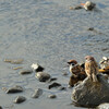 Passer montanus