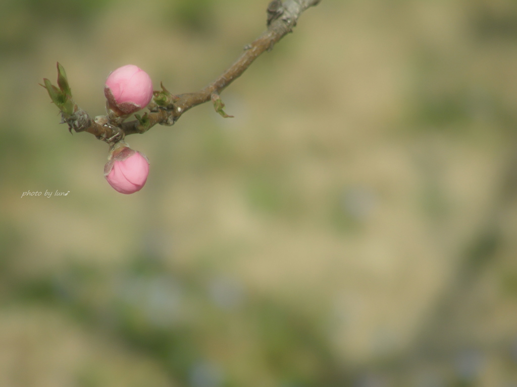 Prunus persica