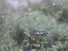 Papilio xuthus