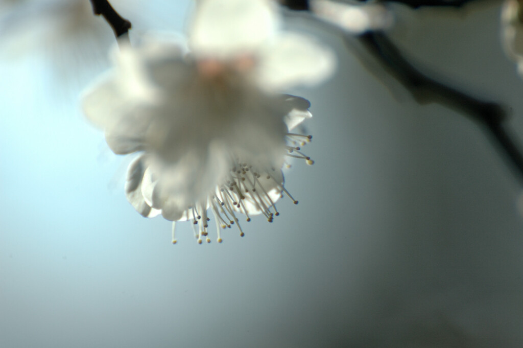 梅蕊