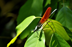 カマキリみたいな影